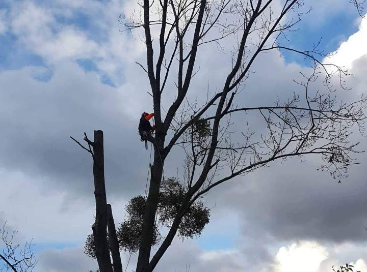  Des arbres beaux et en bonne santé