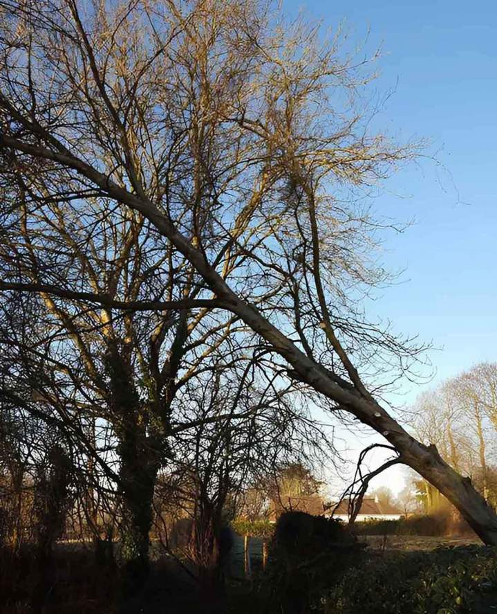 Suppression des arbres encombrants ou dangereux