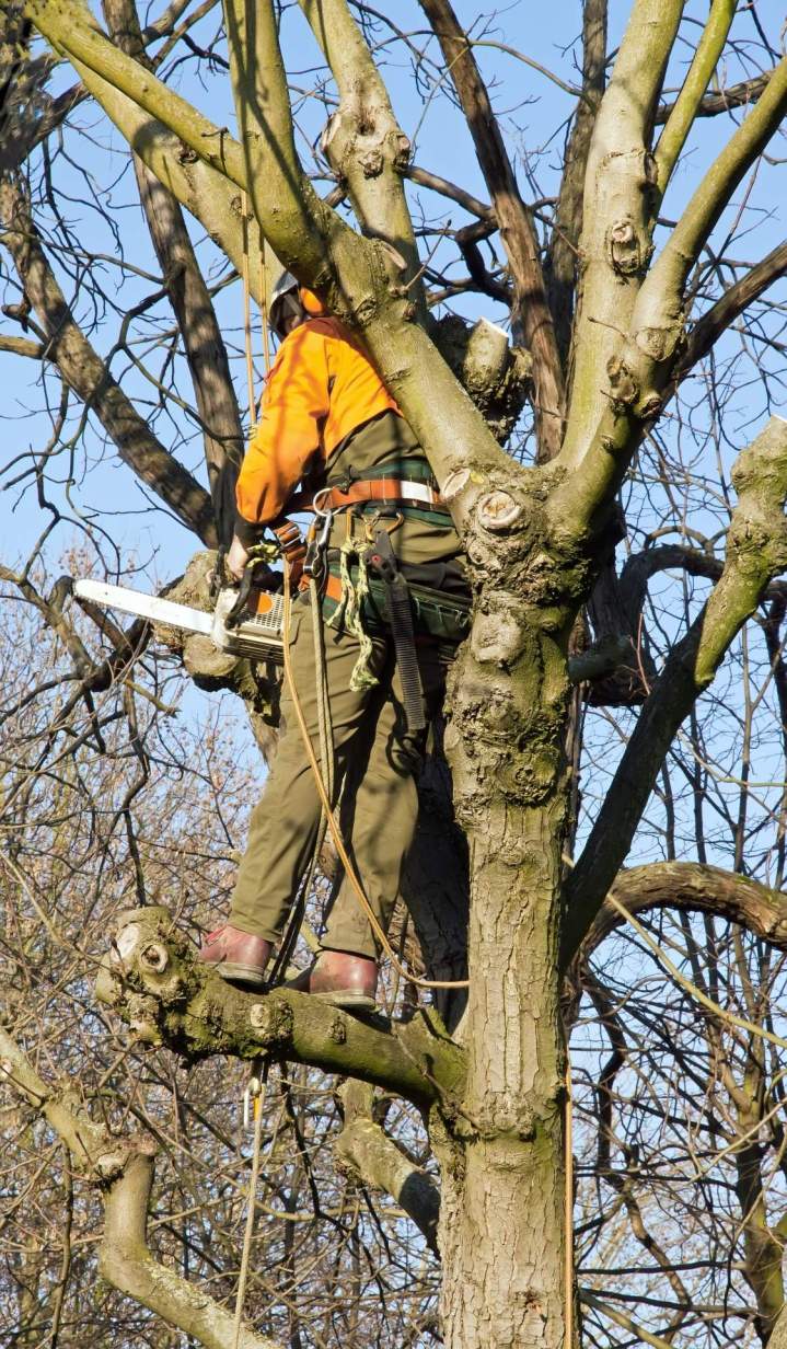 Abattage d'arbres, Petit-Caux